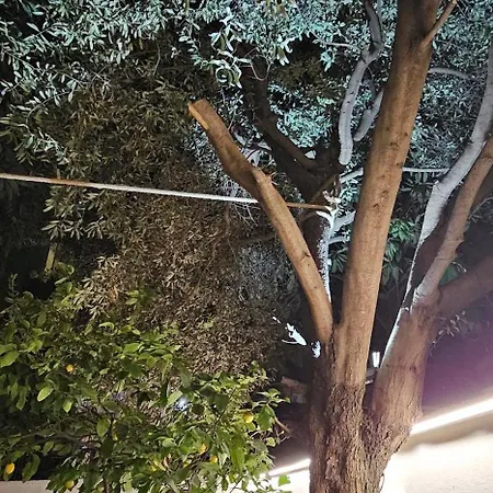 Olive Garden Blue Daire Tiran