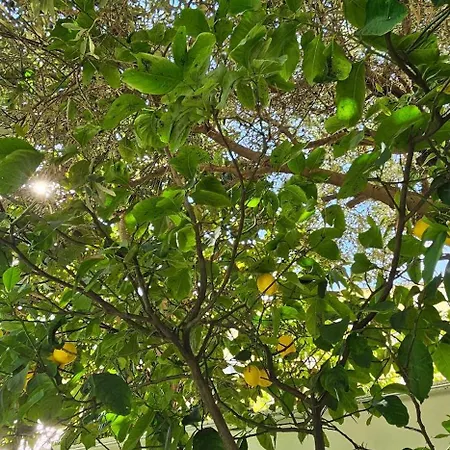 アパート Olive Garden Blue ティラナ