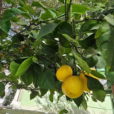 Olive Garden Blue Tirana