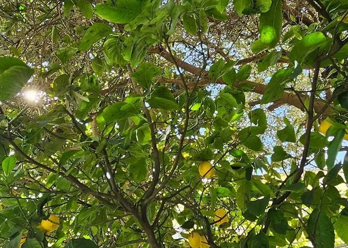 アパート Olive Garden Blue ティラナ