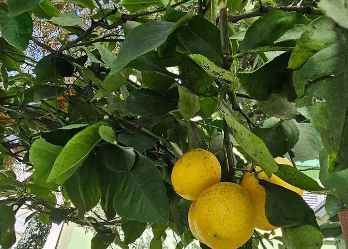 Olive Garden Blue ティラナ